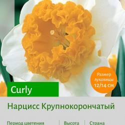 Нарцисс Крупнокорончатый (Large-Cupped) Curly